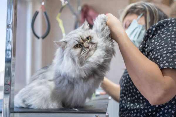 GroomerFriend19: Setting the Standard in Modern Pet Grooming