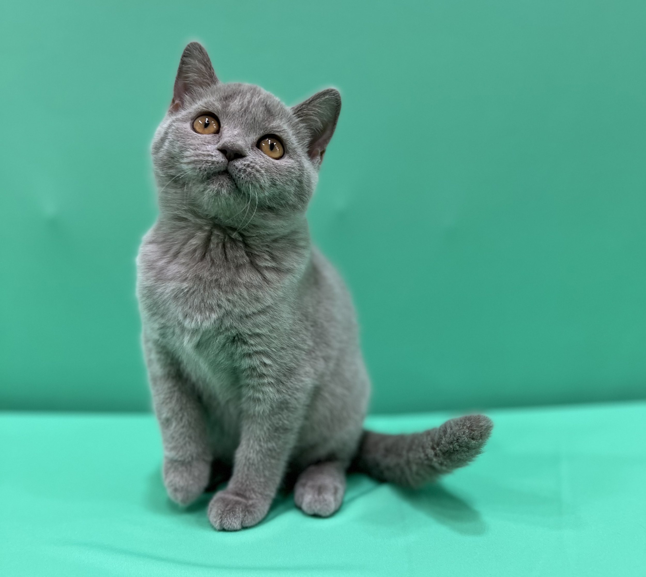 Cat Adoption in UAE: Your Comprehensive Guide to Finding the Perfect Feline Companion