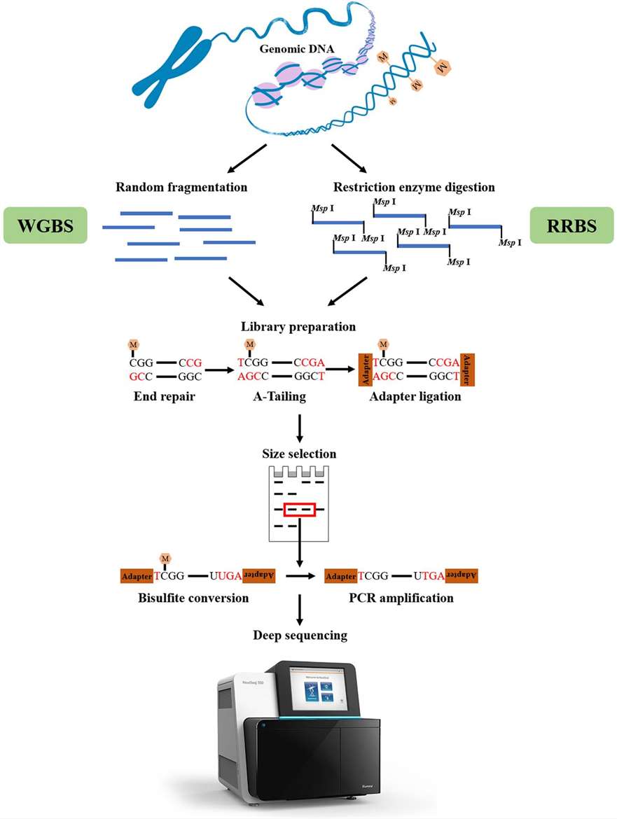 Summary of Common Databases for Next Generation Sequencing